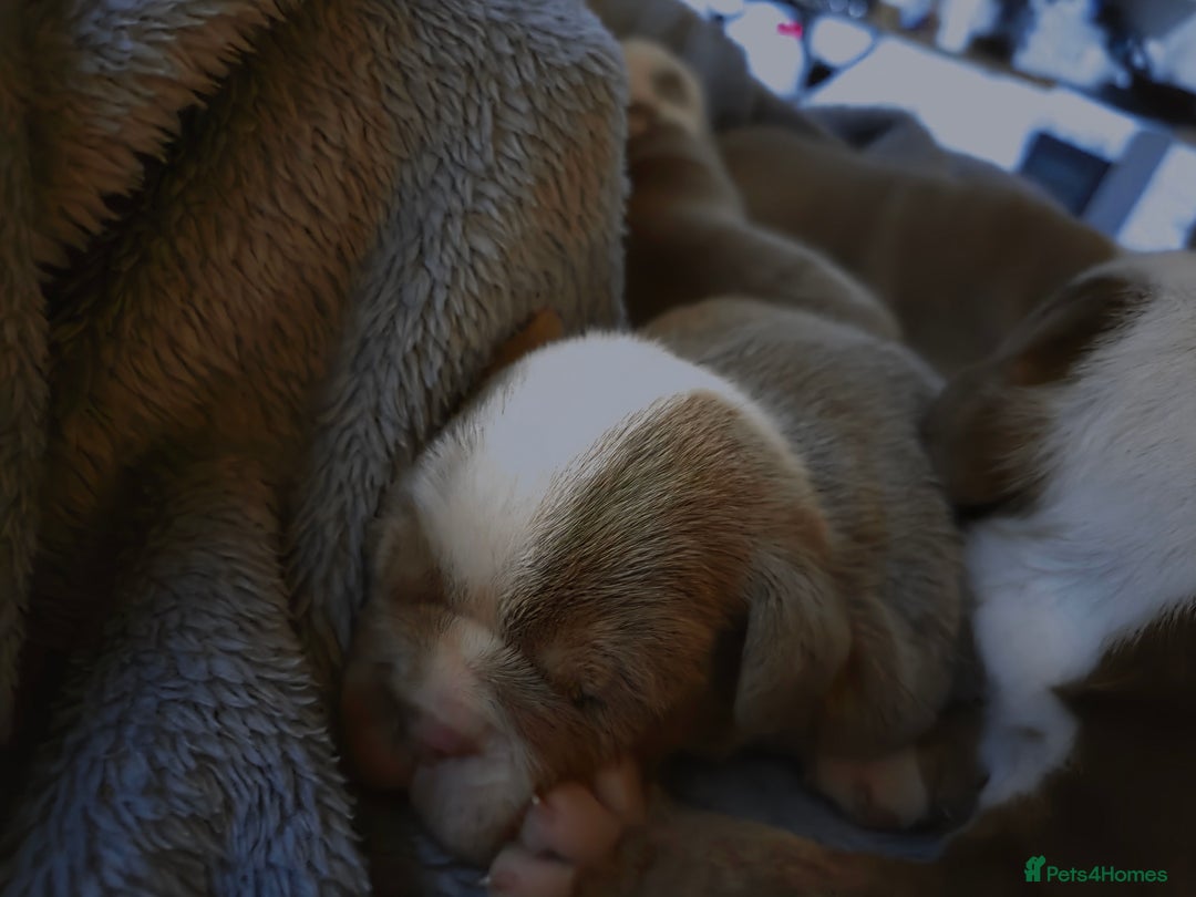 English Bulldog dogs for sale: Beautiful New english bulldogges  - Image 22