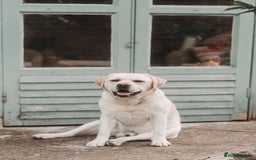 Labrador Retriever dogs for stud: Charlie  - Image 13