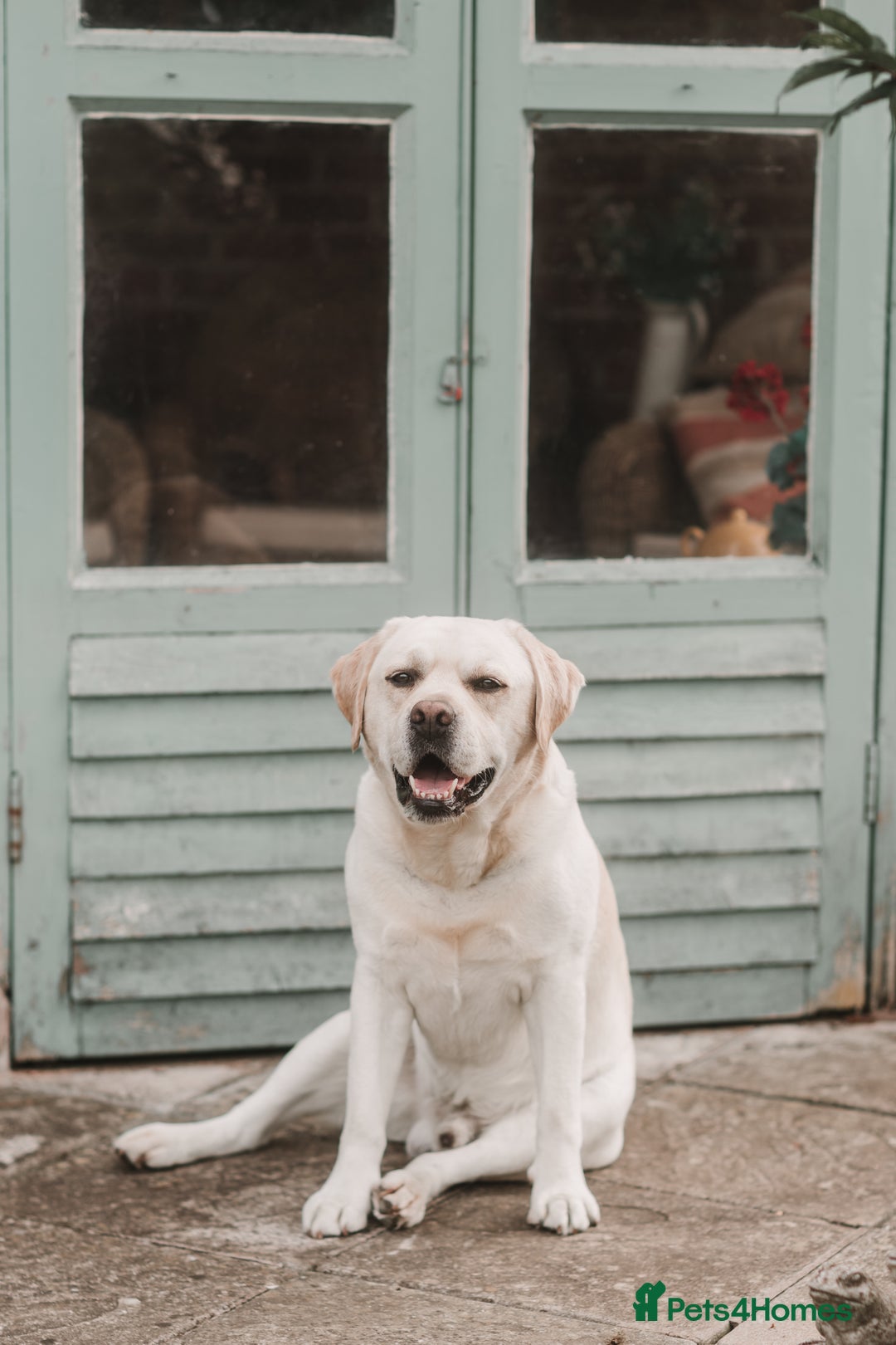 Labrador Retriever dogs for stud: Charlie  - Image 13