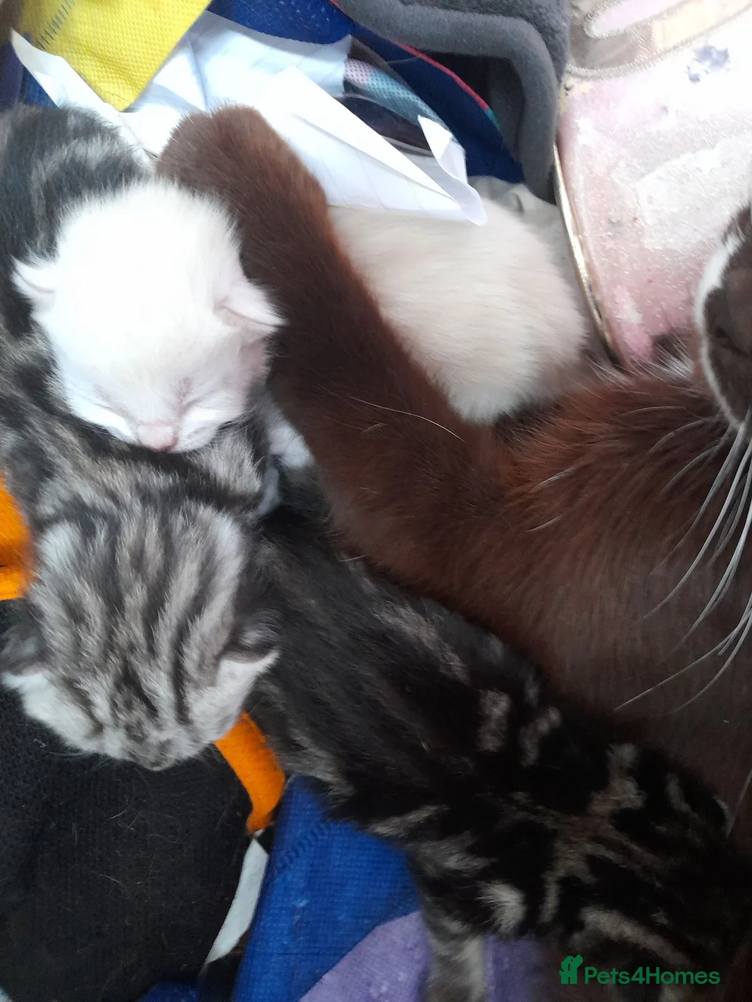 Mixed Breed cats for sale: Gorgeous kitten ready to find their forever home. in Brentwood - Advert 6
