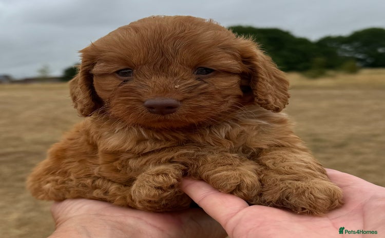Cockapoo dogs - Advert 1