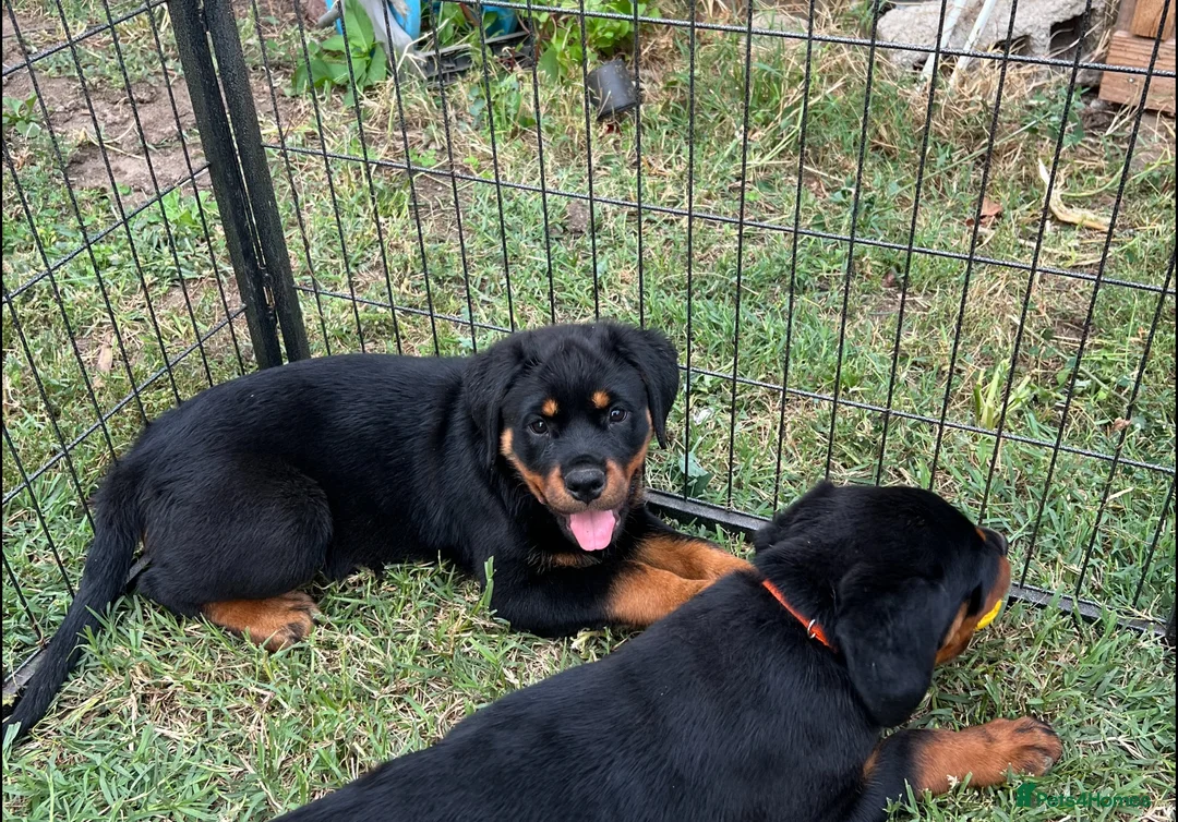 Rottweiler dogs for sale: KC-registered Rottweiler puppies - Advert 17