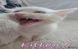 Mixed Breed cats for sale: 4 cute kittens up for sale - Image 5
