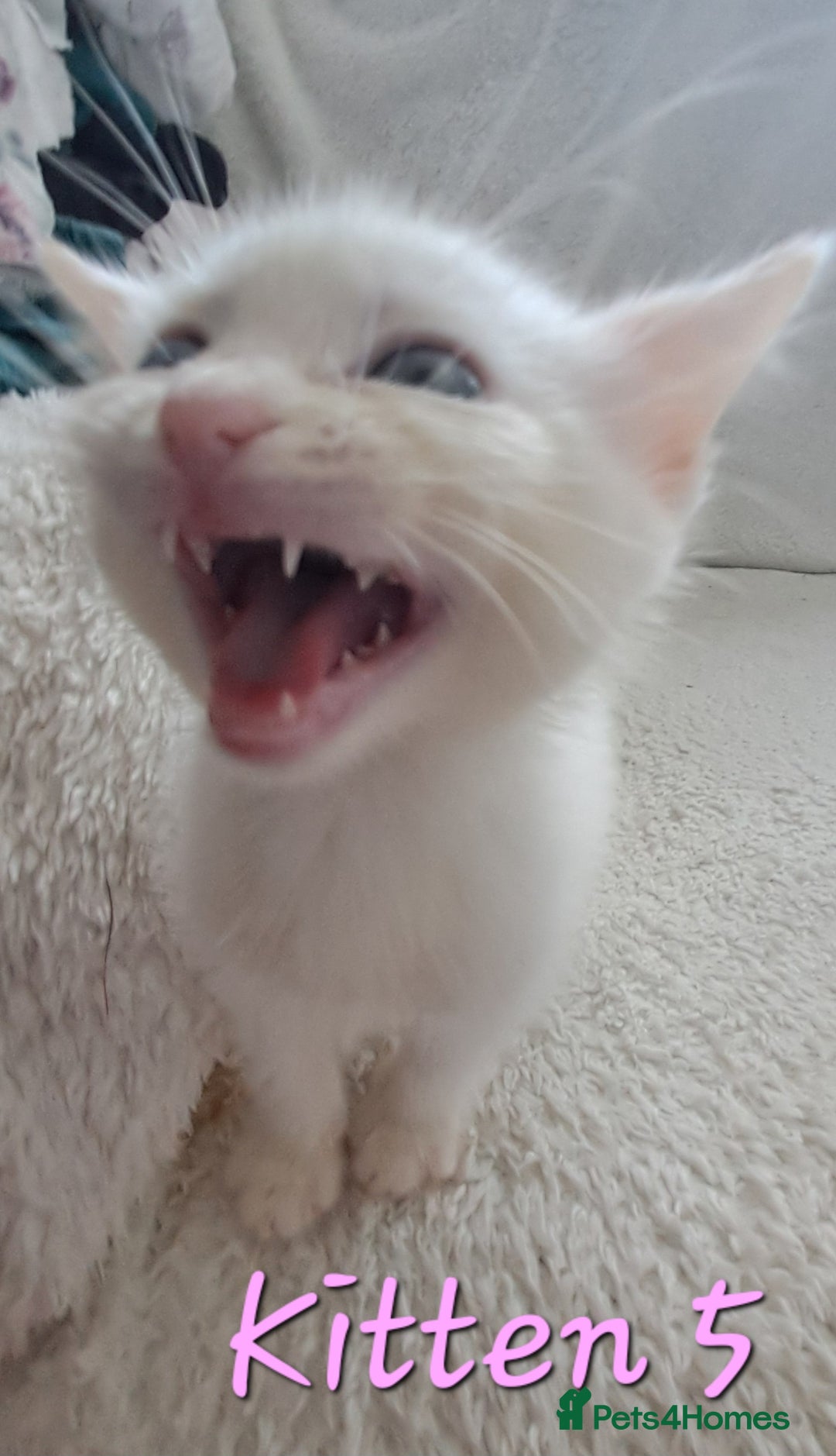 Mixed Breed cats for sale: 4 cute kittens up for sale - Image 5