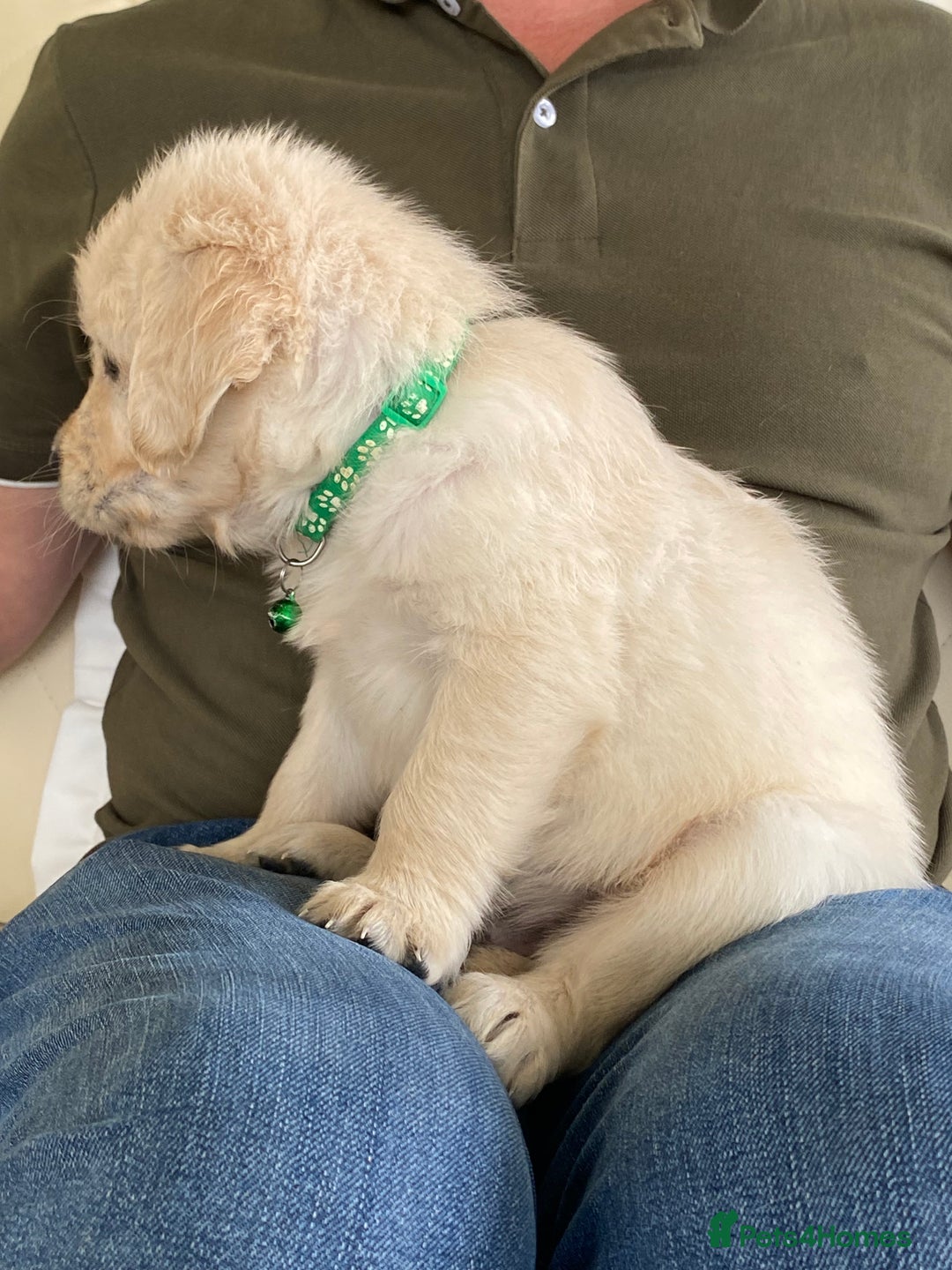 Golden Retriever dogs for sale: Fabulous golden retriever puppies  - Image 13