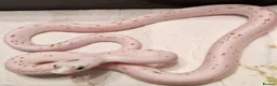 Corn Snake reptiles for sale: Corn snake palmettos  - Advert 1