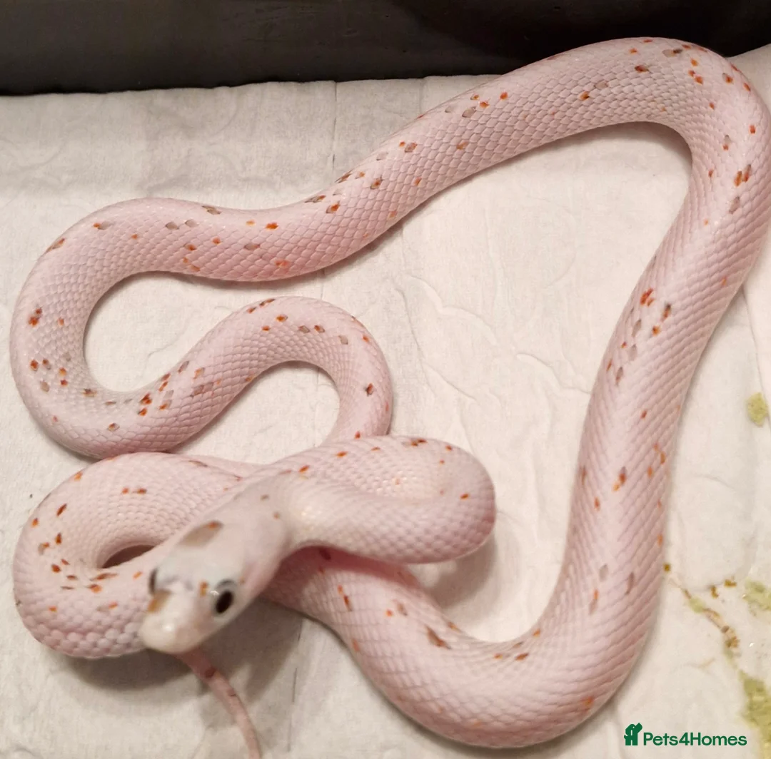 Corn Snake reptiles for sale: Corn snake palmettos  - Advert 1