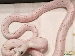 Corn Snake reptiles Corn snake palmettos - Advert 2