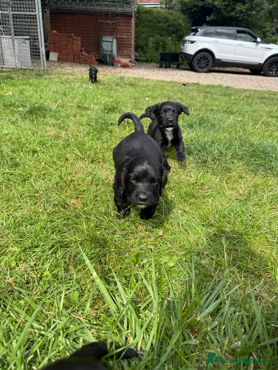 Sprocker dogs for sale: Sprocker puppies  - Image 5