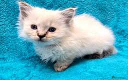 Ragdoll cats for sale: PEDIGREE GCCF REG CHAMPION LINE RAGDOLL KITTENS - Image 7