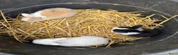 Mini Lop rabbits for sale: Pure Mini Lop babies - variety of colours + BEW in Hemel Hempstead - Advert 4