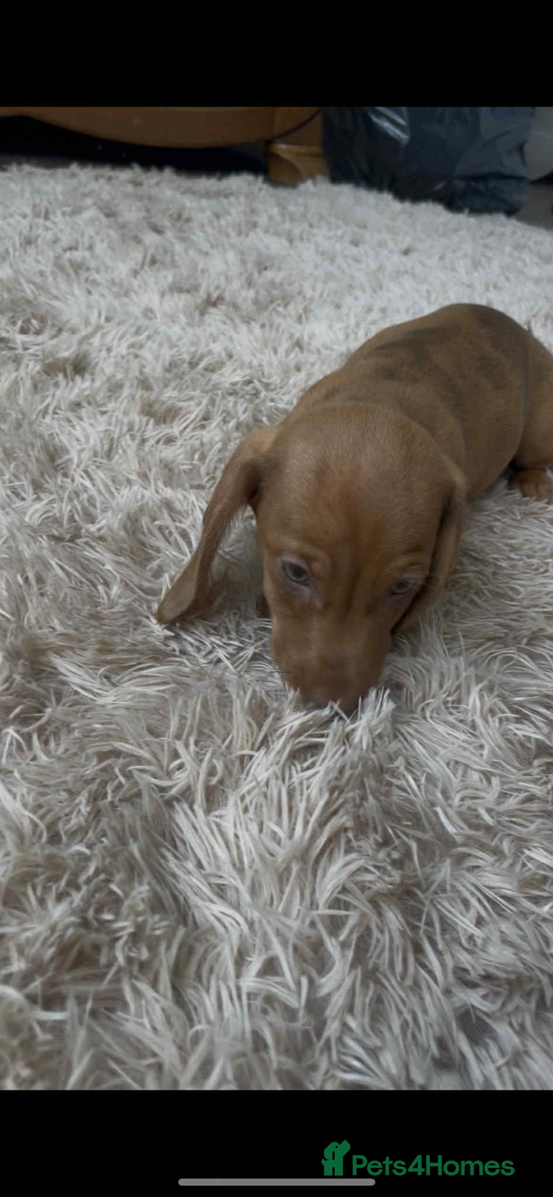 Dachshund dogs for sale: Gorgeous Dachshund Puppies  - Image 2