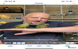 Conures birds for sale: Green cheek conures hand raised and silly tame - Image 8
