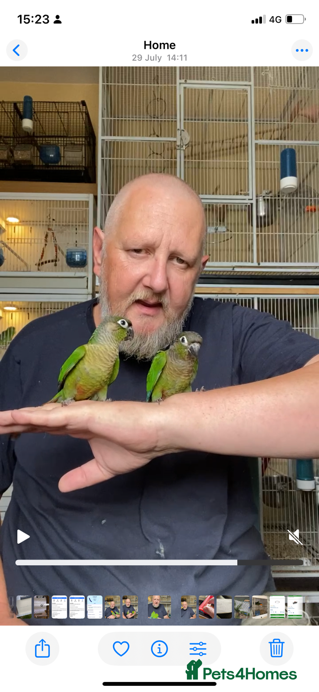 Conures birds for sale: Green cheek conures hand raised and silly tame - Image 8