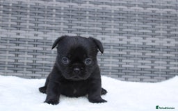 Mixed Breed dogs for sale: French bulldog X imperial shih tzu  - Image 27