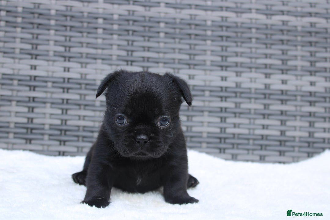 Mixed Breed dogs for sale: French bulldog X imperial shih tzu  - Image 27