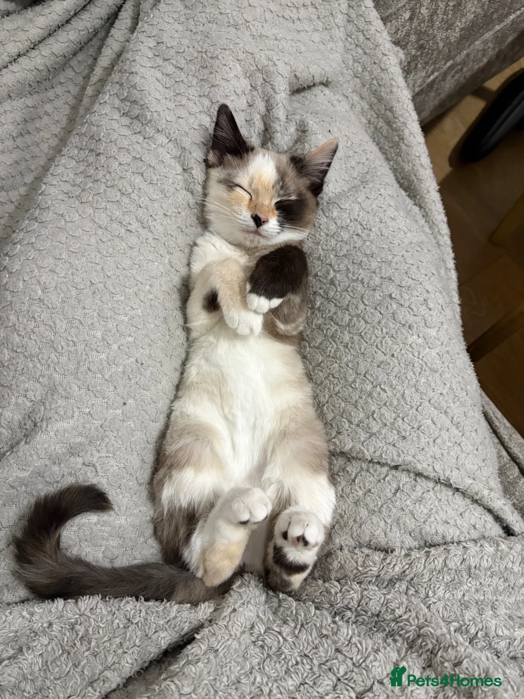 Mixed Breed cats for sale: Lovely girl available  in Dagenham - Advert 2
