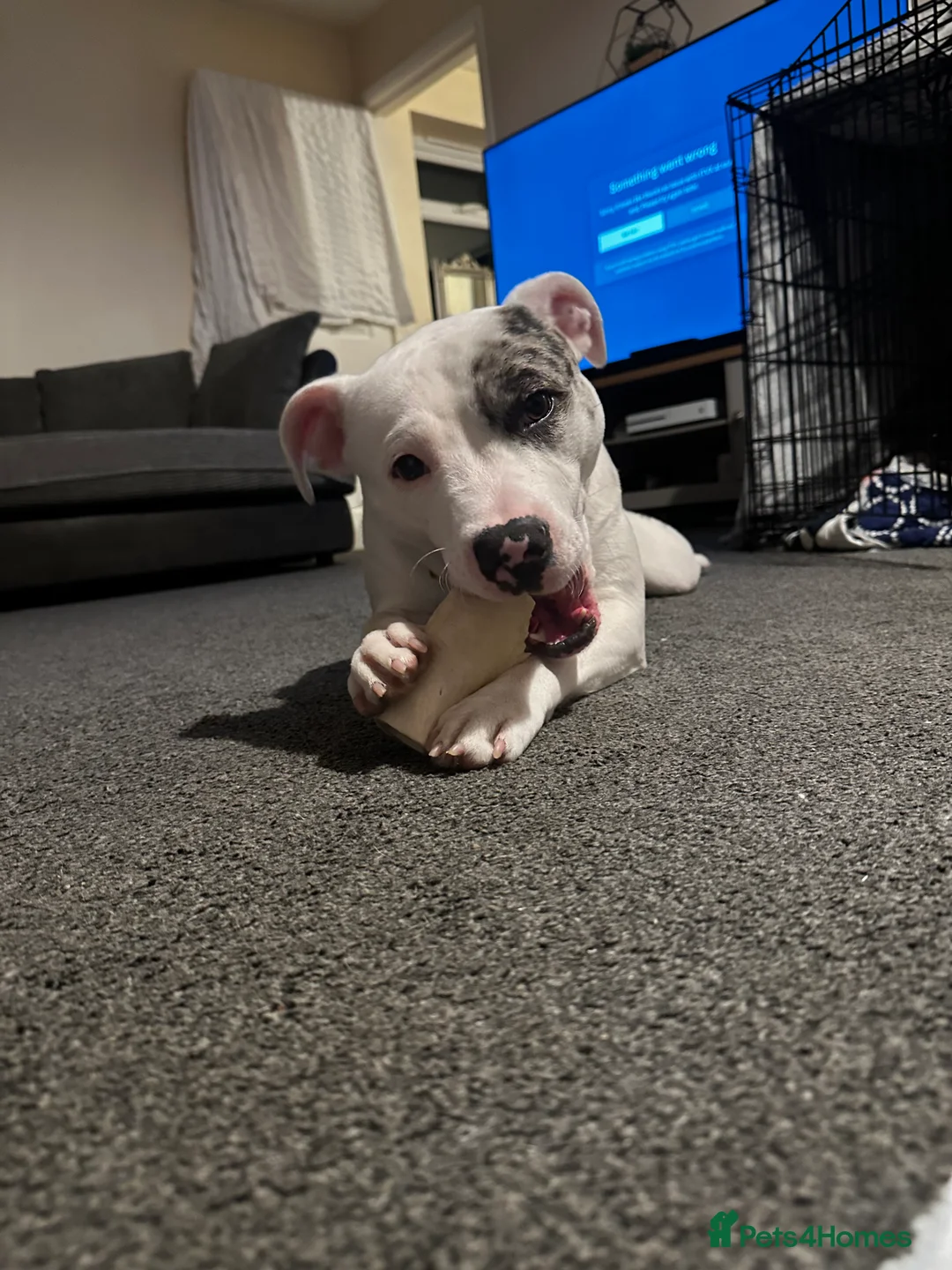 Staffordshire Bull Terrier dogs for sale: Loki  - Advert 2