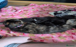 Mixed Breed cats for sale: 5 Mixed Kittens Ready In 2 Weeks - Image 16