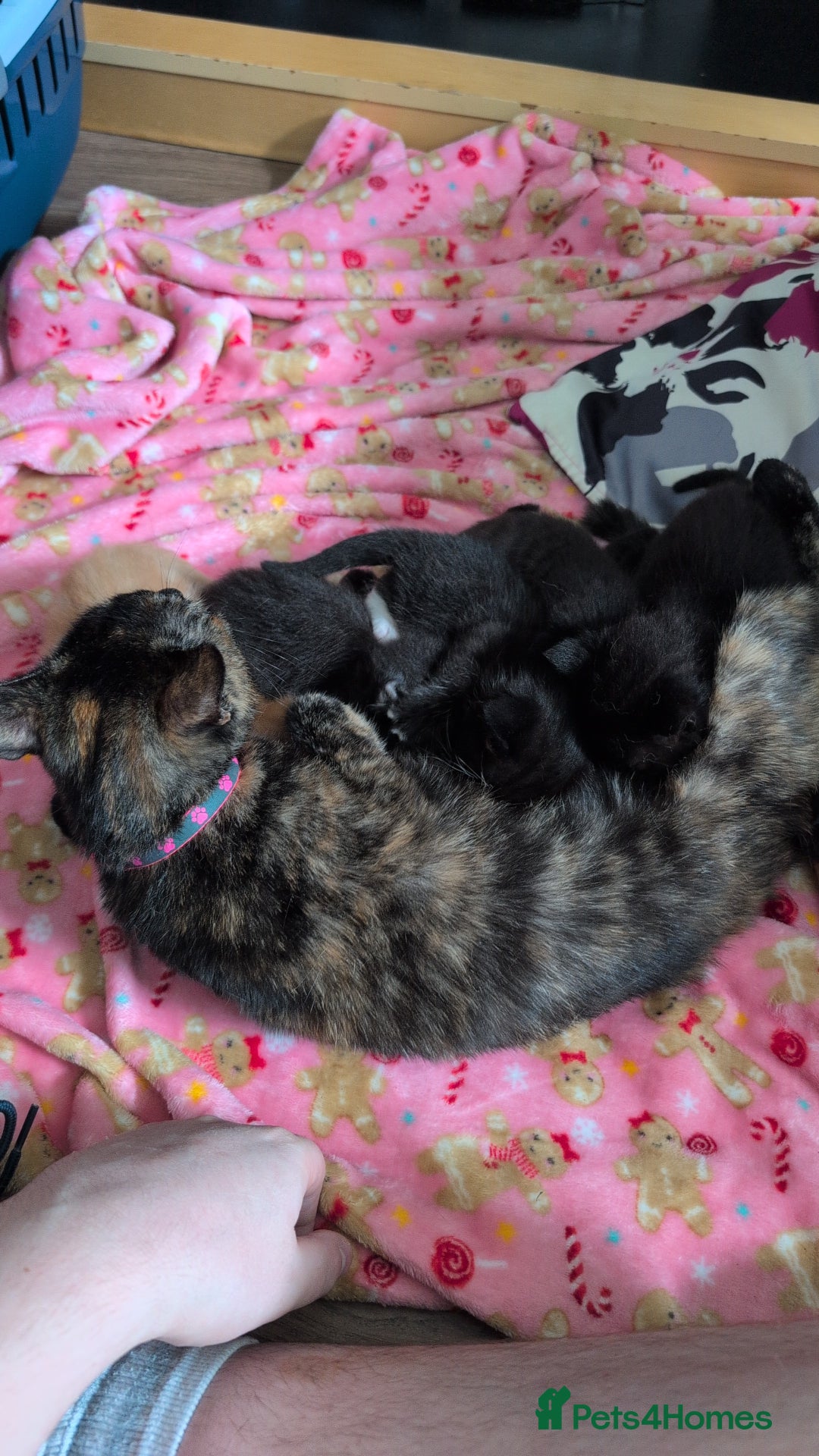 Mixed Breed cats for sale: 5 Mixed Kittens Ready In 2 Weeks - Image 16