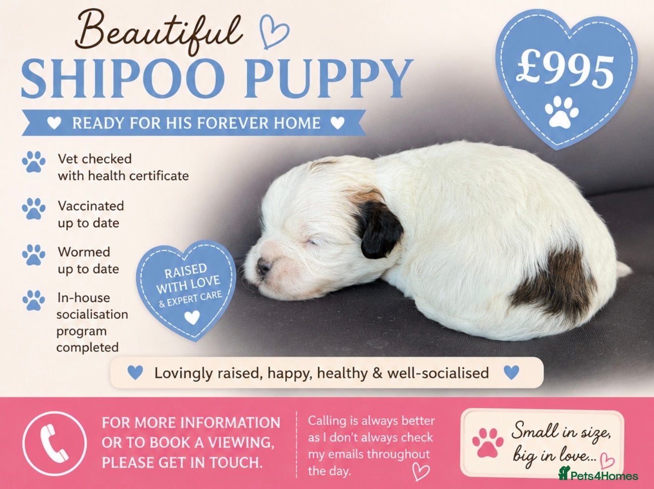 Shihpoo dogs Stunning litter of Shipoo Puppies  - Advert 2