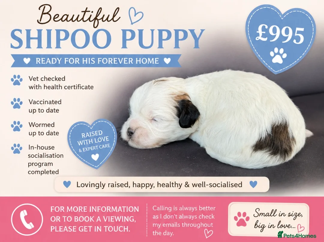 Shihpoo dogs for sale: Stunning litter of Shipoo Puppies  - Advert 2
