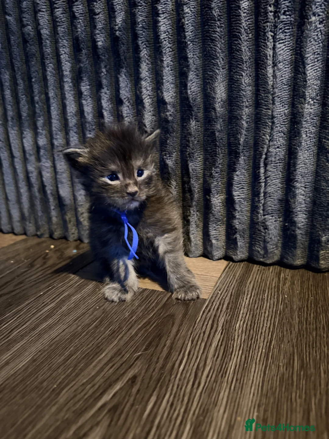 Maine Coon cats for sale: TICA Registered Maine Coon Kittens - Advert 18