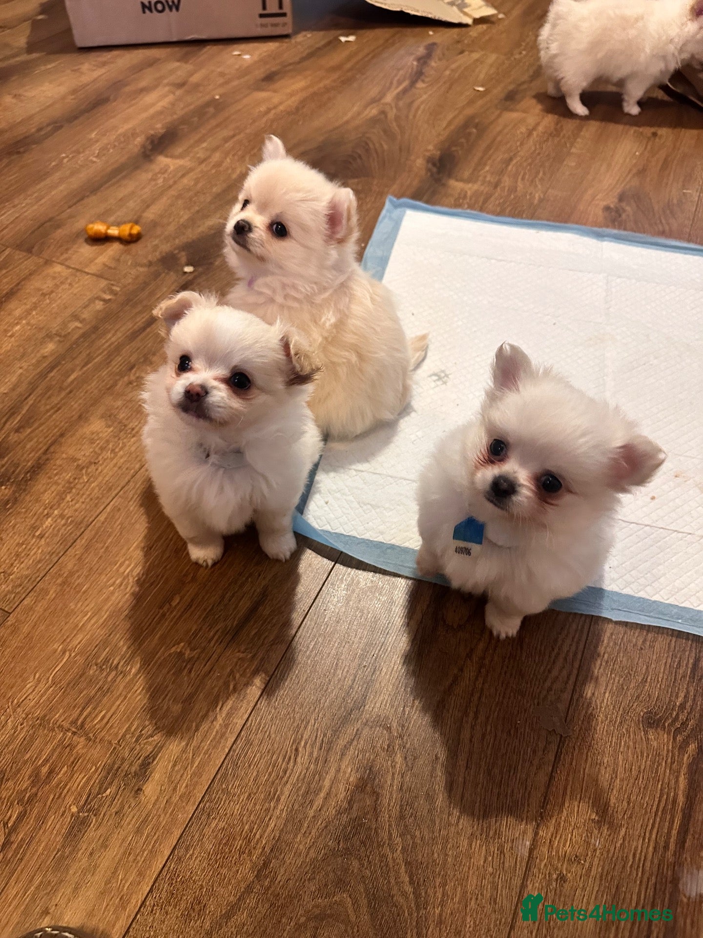 Pomchi dogs Chihuahua x Pomeranian Puppies - Advert 11
