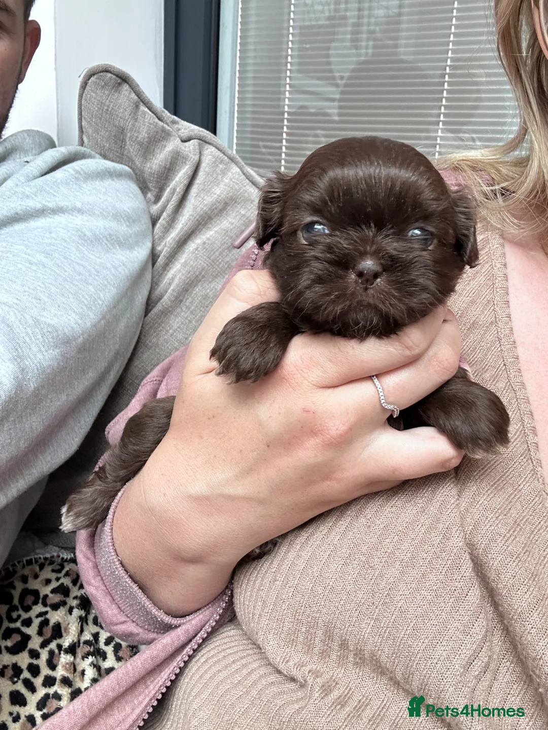 Shih Tzu dogs for sale: Imperial Shih Tzu pups for sale  - Advert 2
