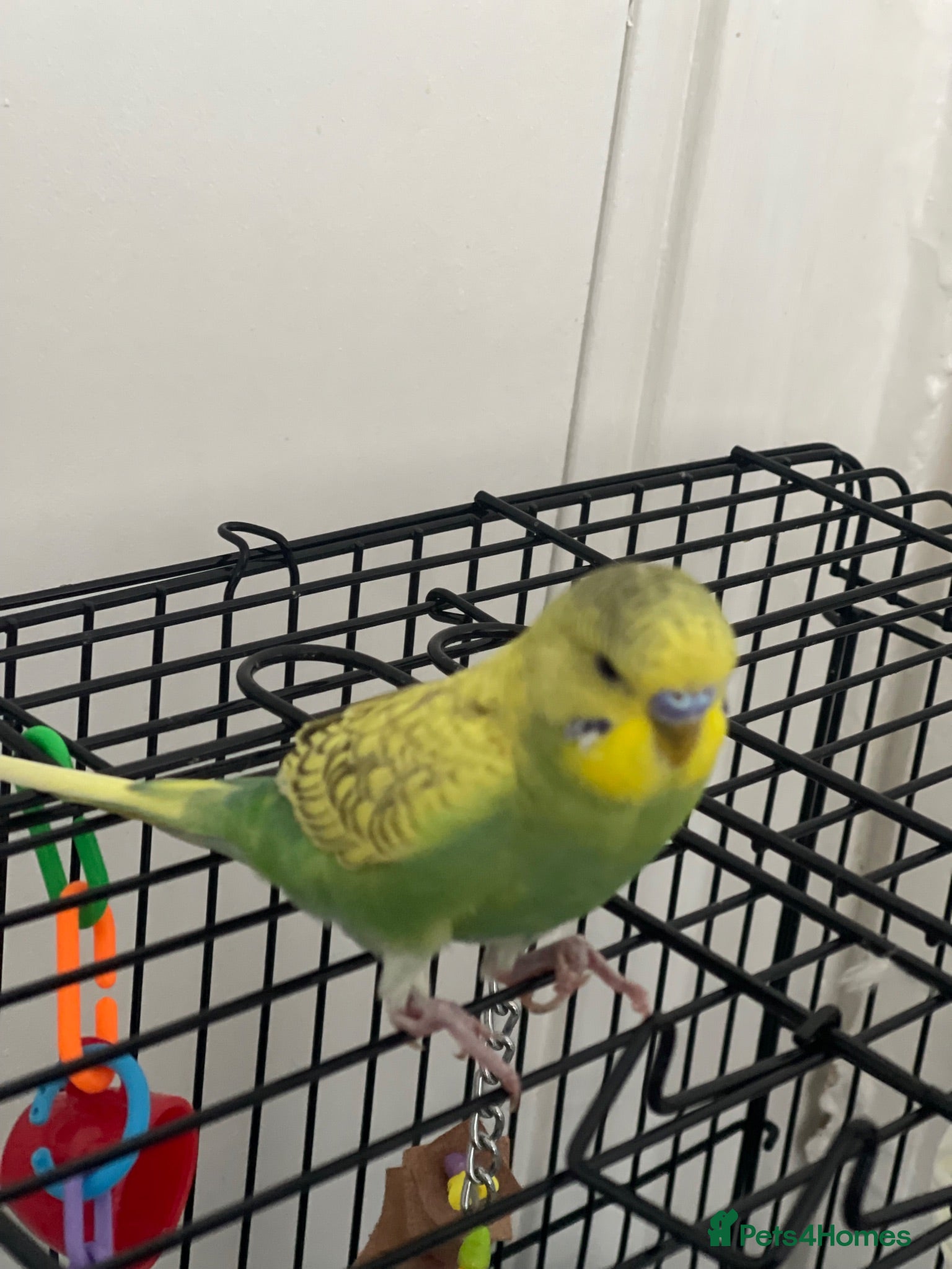 Budgerigars birds Budgie Up For Sale As Leaving Abroad - Advert 16