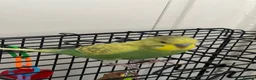 Budgerigars birds for sale: Budgie Up For Sale As Leaving Abroad in Enfield - Advert 1