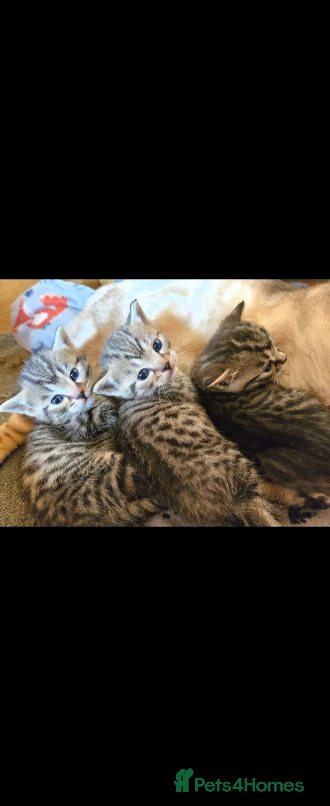 Mixed Breed cats for sale: Bengal x brittish short hair  - Advert 8