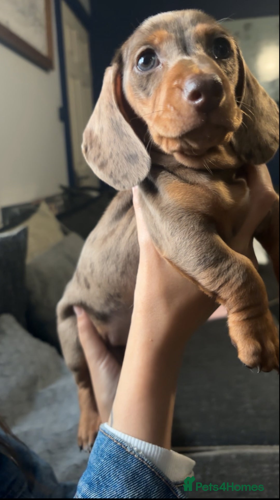 Miniature Dachshund dogs for sale: Miniature Dachshunds  - Image 4