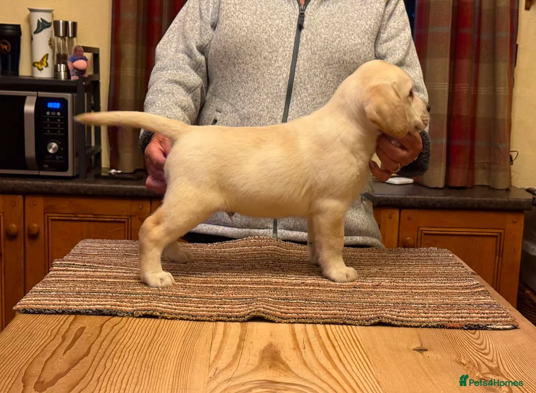 Labrador Retriever dogs for sale: Beautiful Labrador Puppies - Advert 2