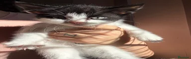 Boy 4