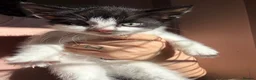 Mixed Breed cats for sale: 12 Kittens - Black/Black&White - Males/Females - Advert 5
