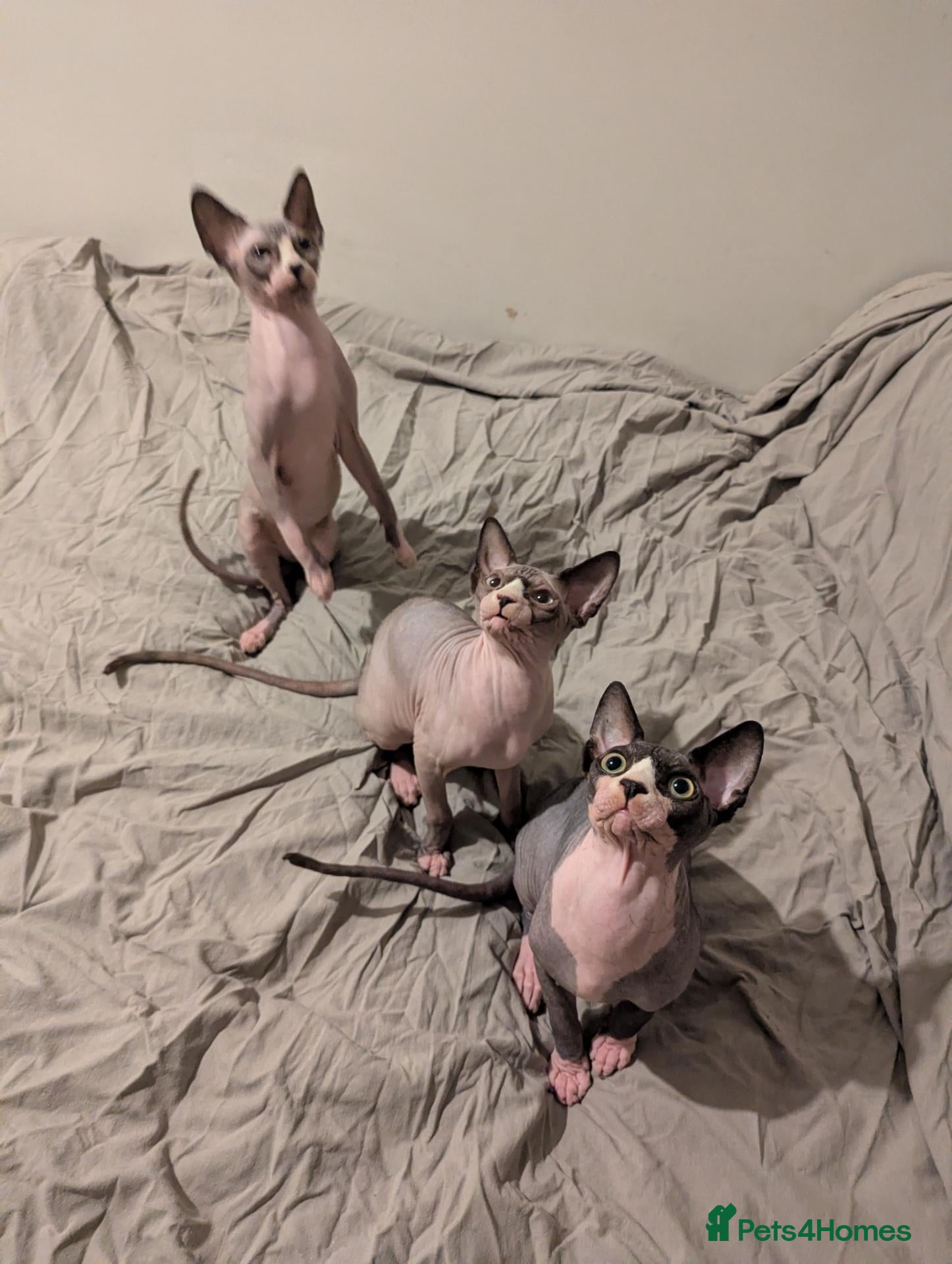 Sphynx cats *PEDIGREE SPHYNX* TICA REGISTERED *DNA HCM4 CLEAR* - Advert 2