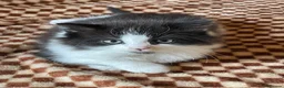 Mixed Breed cats for sale: Beautiful Tuxedo Kittens (Short & Long Hair) - Advert 1