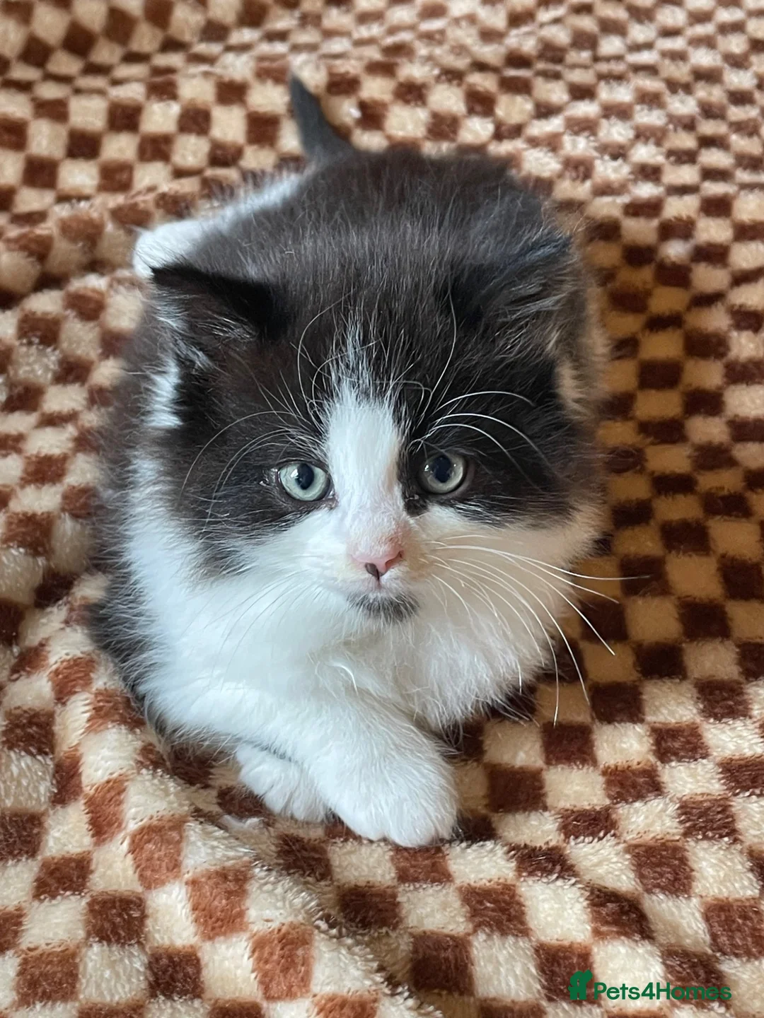 Mixed Breed cats for sale: Beautiful Tuxedo Kittens (Short & Long Hair) - Advert 1