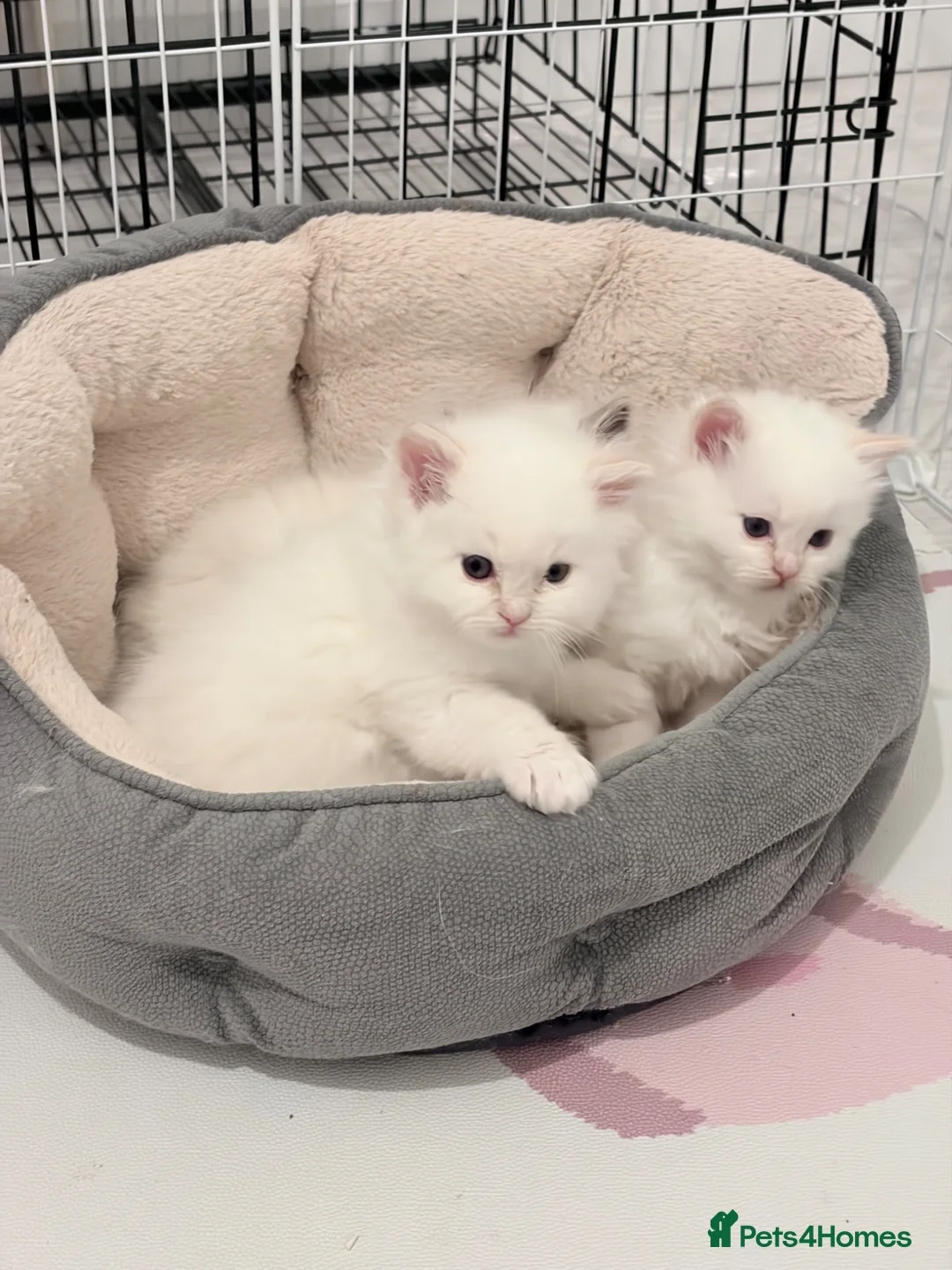Ragdoll cats for sale: TICA Registered Ragdoll Kittens - Advert 2