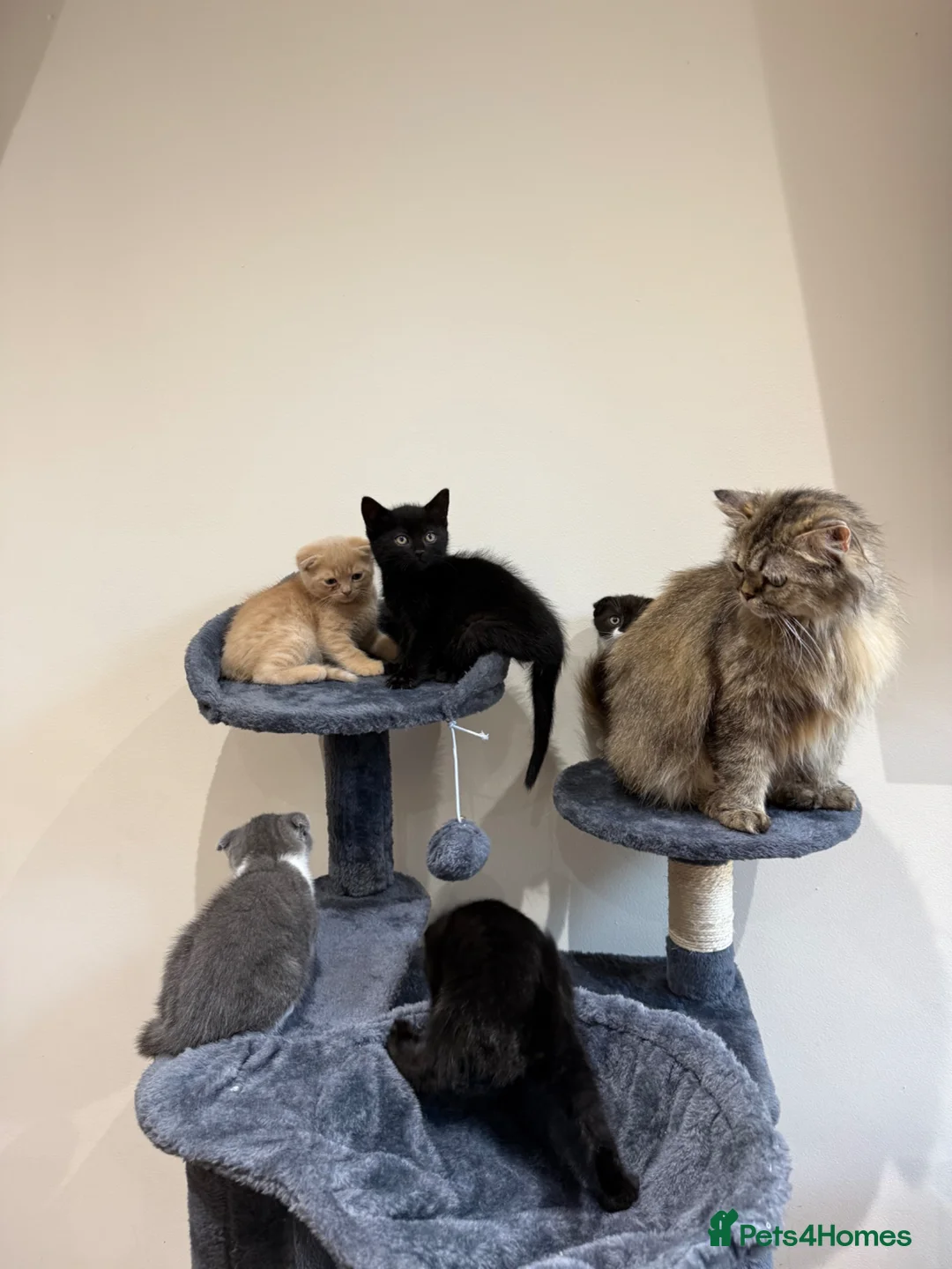 Mixed Breed cats for sale: 5 Beautiful kittens for sale  in Leeds - Advert 6