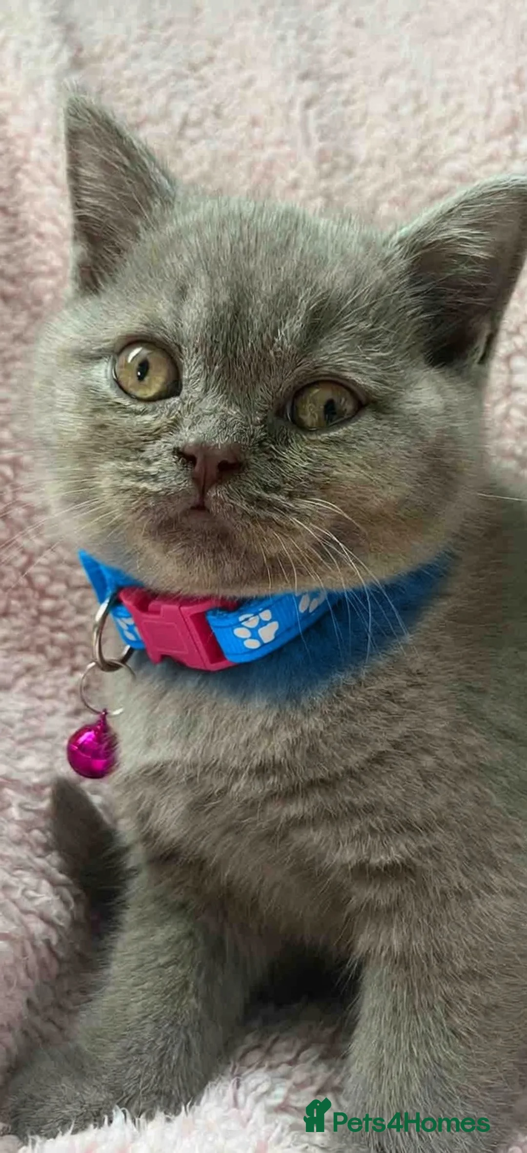 British Shorthair cats for sale: British Shorthair Male – 9 Months Old 🐾  in Newport - Advert 2