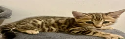 Bengal cats for sale: 1 gorgeous bengal boy kitten for sale  in London - Advert 22