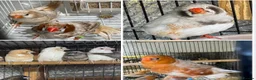 Mixed Breed birds for sale: Zebra Finches  - Advert 1