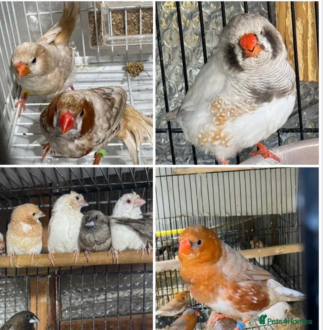 Mixed Breed birds for sale: Zebra Finches  - Advert 1