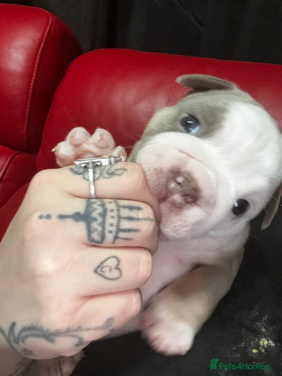 English Bulldog dogs for sale: 3 beautiful English bull dogs - Advert 3