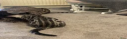 Bengal cats for sale: 🐾 BEAUTIFUL TICA REGISTERED BENGAL  – READY NOW  - Advert 39