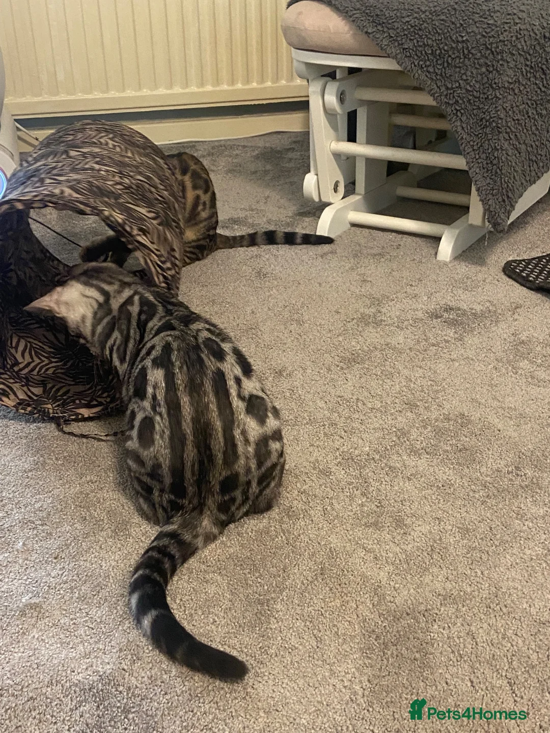 Bengal cats for sale: 🐾 BEAUTIFUL TICA REGISTERED BENGAL  – READY NOW  - Advert 39