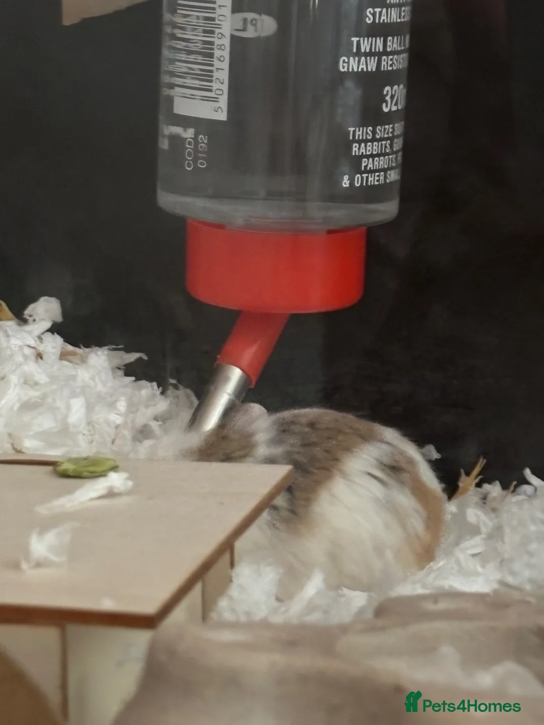 Hamster rodents for sale: 2 roborovski bonded hamsters in Gloucester - Advert 5