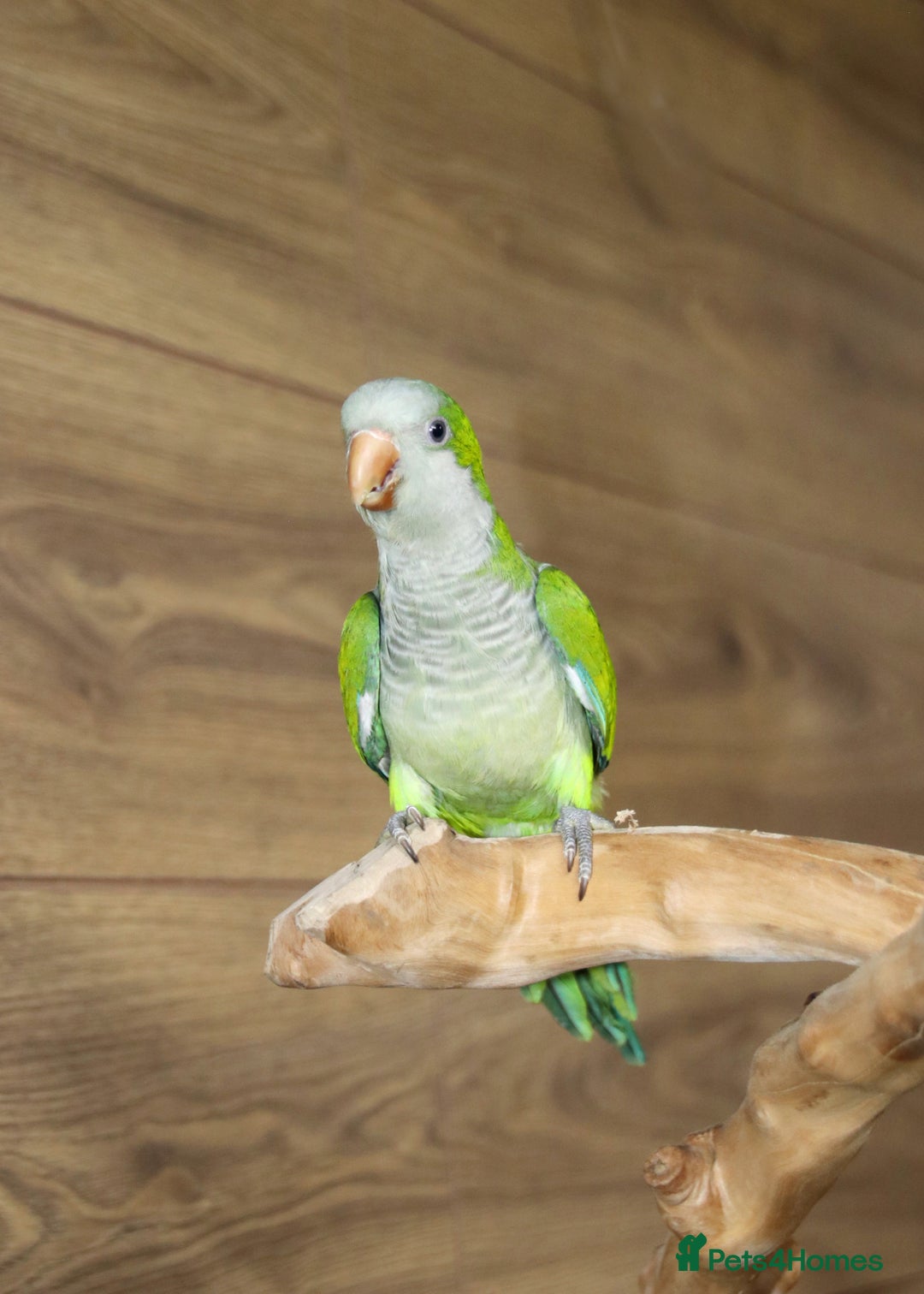 Parrots birds for sale: Talking Parrot and bird Available - Advert 8